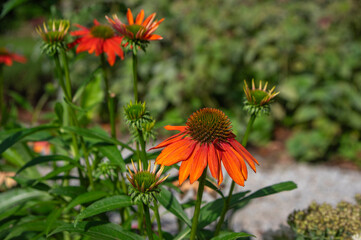 Echinacea purpurea sombrero orange coneflowers flowering plants, group of ornamental medicinal hedgehogs flower in bloom