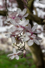 Magnolia soulangeana also called saucer magnolia flowering springtime tree with beautiful pink white flower on branches