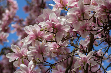 Magnolia soulangeana also called saucer magnolia flowering springtime tree with beautiful pink white flower on branches