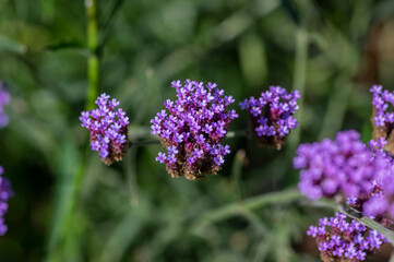 Verbena bonariensis purpletop tall flowering plant, clustertop agrentian purple pretty vervain flower in bloom