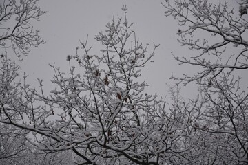 Close-up of snow-covered oak branches with a few persistent dry brown leaves. Bleak and peaceful winter atmosphere in the forest.
