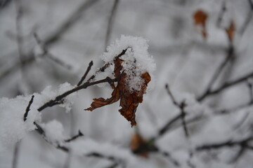 A dry brown leaf on a thin branch covered with fresh snow. Close-up winter nature detail with soft blurred background and calm cold color tones.