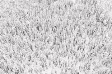 Aerial drone view of the forest in winter. Winter landscape with fir trees in snow from above