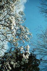 White magnolia tree in full bloom with white flowers against a clear blue sky