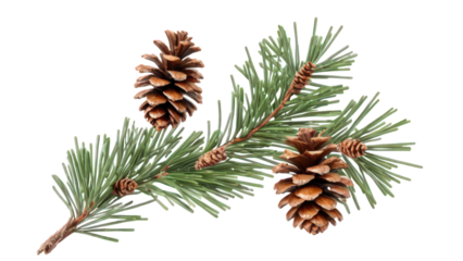 Christmas decoration strip of evergreen branches, cones and rainbow holiday lights. png