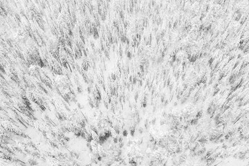 Aerial drone view of the forest in winter. Winter landscape with fir trees in snow from above