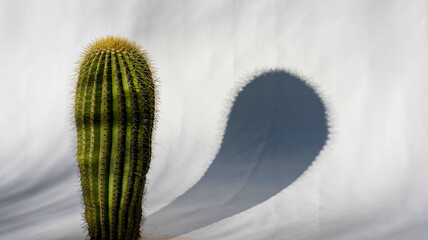 Green cactus plant casting long shadow on white wall, minimalist desert nature background