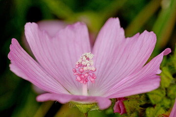 Mauve musquée © jeanMichel