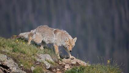 menacing Coyote on the Alpine Tundra