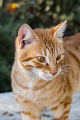 Ginger Cat Sitting on Park Bench Outdoors