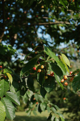 Close-up of wild cherry tree branch in a park with green leaves and small unripe yellow fruits. Natural outdoor scene with bright daylight