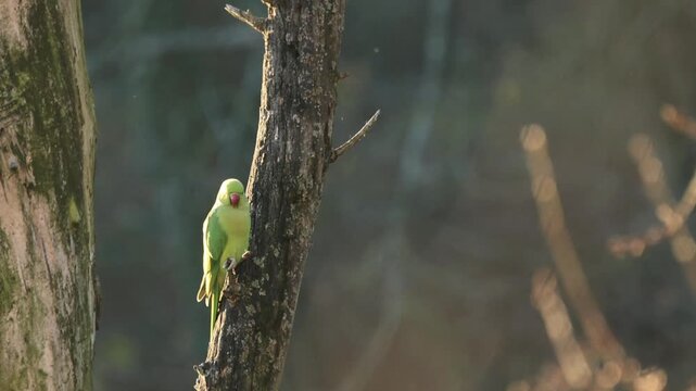 A rose-ringed parakeet looking around, parakeet on a tree trunk, green parakeets on a tree at sunset, sunbeams at sunset, Psittacula krameri	