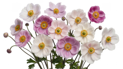 Pink and white anemone flowers isolated on a transparent background purple