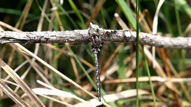 Large dragonfly hanging on a stick.