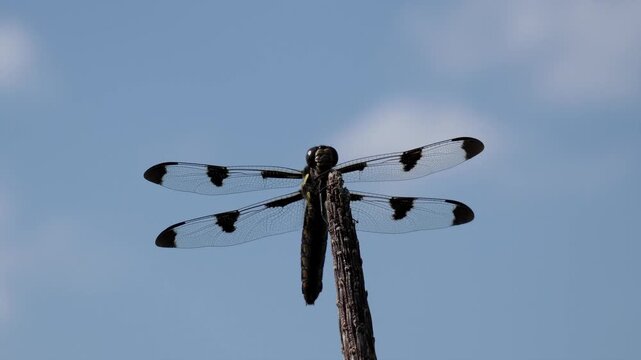 A large dragonfly can be seen breathing in and out.