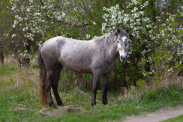 Gray Horse Standing Near Blossoming Trees in Spring Meadow