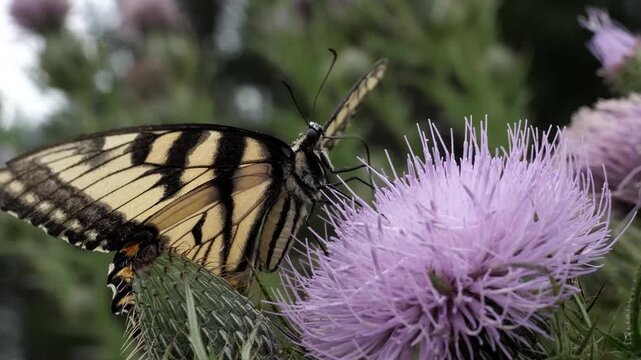 Large swallowtail butterfly probing a thistle for its sweet nectar.