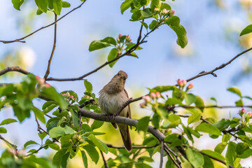 Thrush Nightingale, Luscinia luscinia. A bird sits on a tree branch and sings
