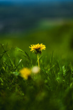 Close-up of a single yellow dandelion blooming in green grass