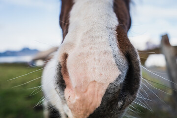 Extreme close-up detail of an Icelandic horse's nose and whiskers