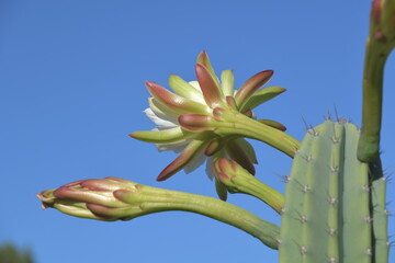 Die Bl&uuml;te eines Echinopsiis Peruviana