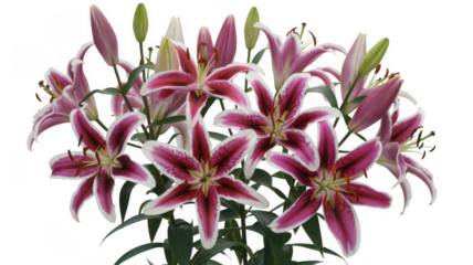 Pink Lilies with White Edges isolated on a transparent background flowers