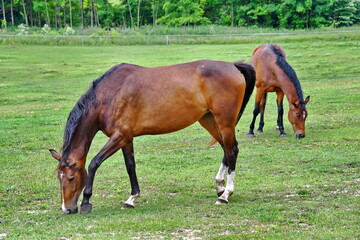 Horse life in the meadow