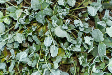 Green plant leaves covered with frost on soil surface. Natural macro texture photography. Cold weather vegetation and seasonal change concept. Design for poster, banner, wallpaper