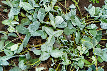 Green plant leaves covered with frost on soil surface. Natural macro texture photography. Cold weather vegetation and seasonal change concept. Design for poster, banner, wallpaper