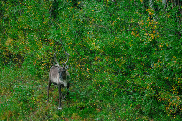 Obraz premium Reindeer standing among green lush nature in Sweden Lapland