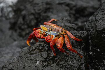 Close Up einer farbenpr&auml;chtige  Klippenkrabbe - Galapagos