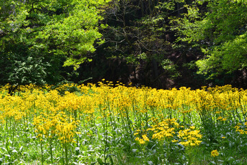 サワオグルマ群生地