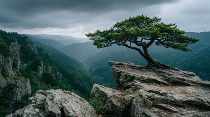 Lone tree clings to rocky precipice overlooking forested mountains under a cloudy sky in scenic national park landscape