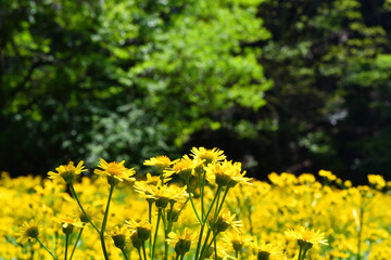 サワオグルマ群生地