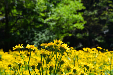 サワオグルマ群生地