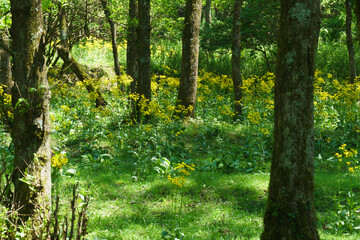 サワオグルマ群生地