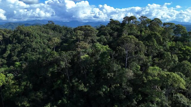 Aerial drone shot over primary Jungle tropical rain forest in Nan, Thailand. Aerial view, moving over a rainforest tree canopy in a slow pace beautiful green nature background of a tropical forest.	