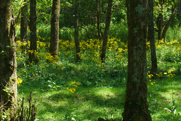 サワオグルマ群生地
