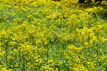 サワオグルマ群生地