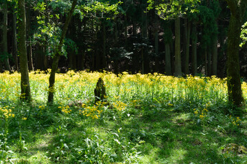 サワオグルマ群生地