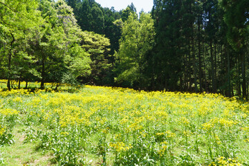 サワオグルマ群生地