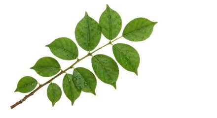 Naklejka premium Branch with several green leaves covered in water droplets, against a white background