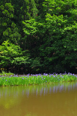 カキツバタ群生地