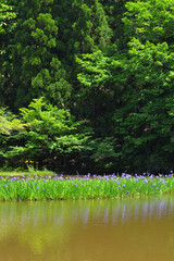 カキツバタ群生地