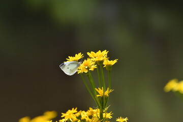 サワオグルマとモンシロチョウ