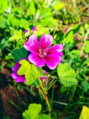 Pink mallow flower close-up. Vibrant Pink Mallow Flower Bloom. Close-up of beautiful (malva) flower with delicate veined petals and dew drops, surrounded by green leaves in garden.