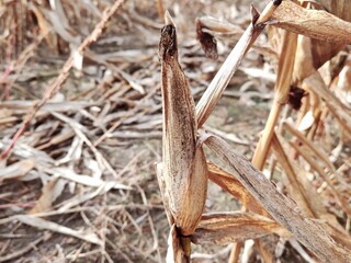 Dried reed stalk. Dried Reed Stalk in Autumn. Close-up of dry brown reed (phragmites) stalk with peeling layers in autumn field, natural textured background of withered plants.