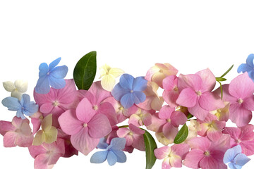 Soft pastel hydrangea flowers in pink, blue and cream tones with green leaves forming a decorative lower border on a transparent background, PNG floral frame 
