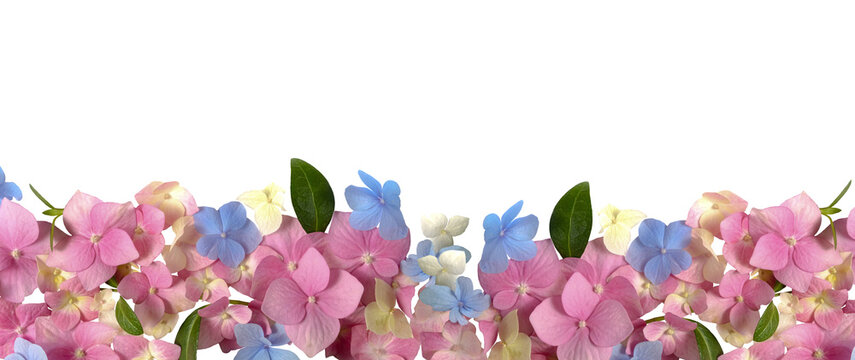 Natural horizontal floral border made of pink and blue hydrangea flowers isolated on a transparent background. Perfect for wedding invitations, greeting cards, stationery, web headers