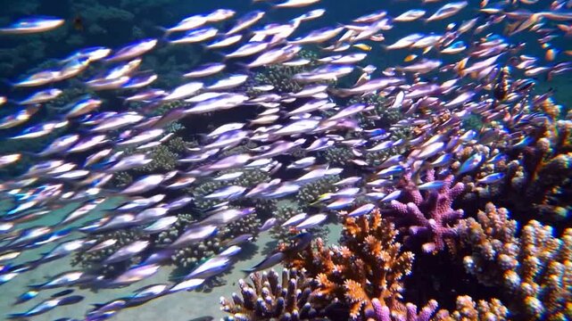 Underwater Paradise: A vibrant school of tiny, silver fish glides gracefully through crystal-clear turquoise waters, accompanied by colorful coral formations in a vivid aquatic scene.